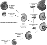 Fig-5-Sudden-appearance-of-the-serpenticone-and-simplified-ammonites-Neophyllites-and